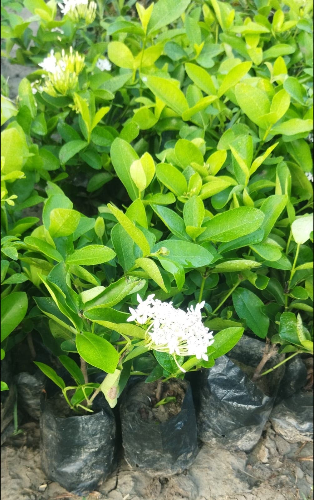 Ixora wast indian jasmine